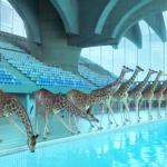high-diving-giraffes-image10