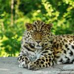 leo80_smi
