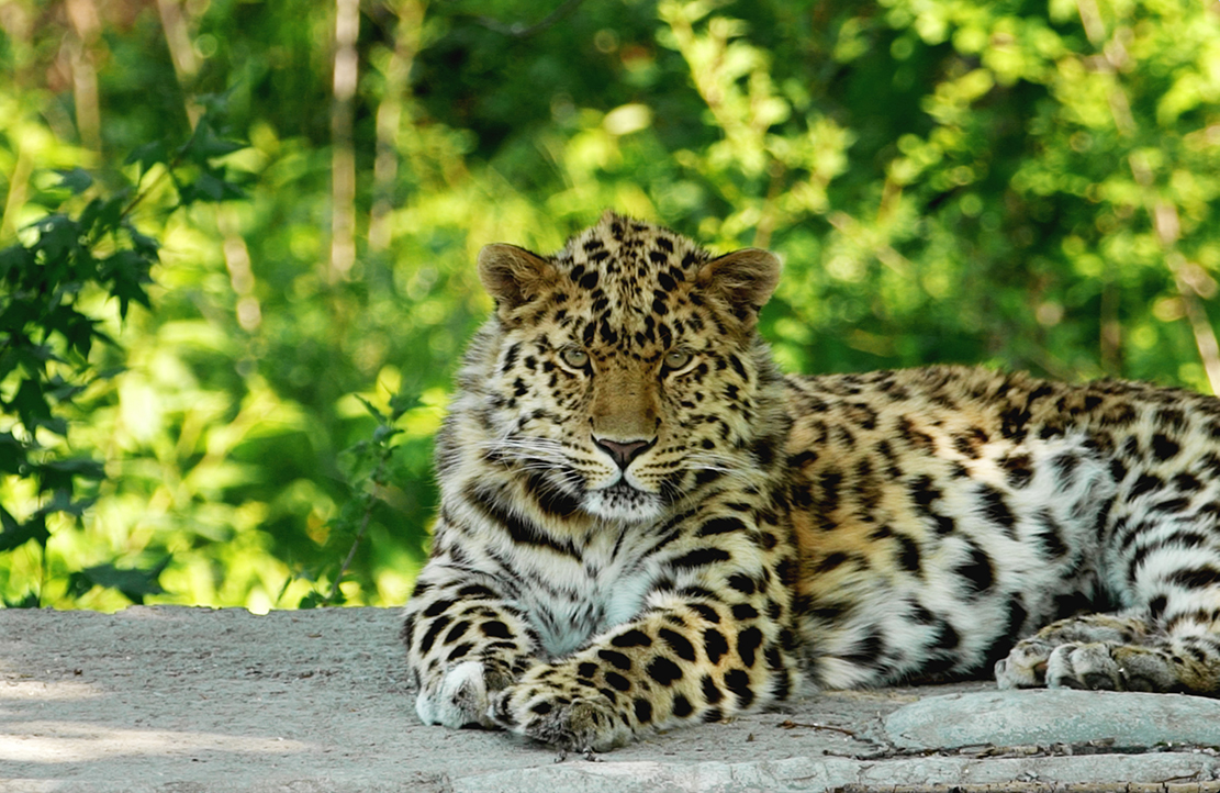 История спасения леопарда — главная премьера телеканала «Живая Планета»