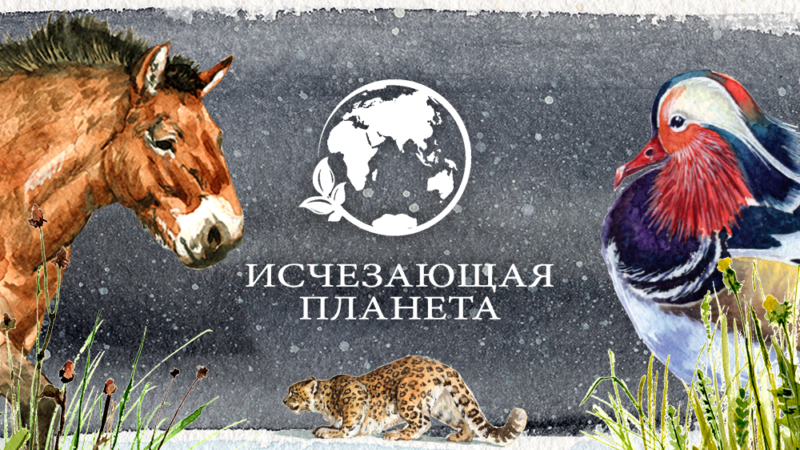 Проекты канала «Продвижение» вышли в финал XVI Всероссийского конкурса «ТЭФИ-регион»