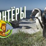 vovlontery
