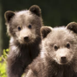 littlebears