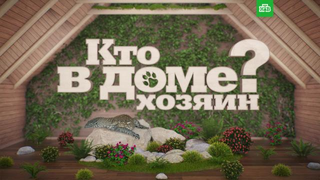 Любимая программа о животных «Кто в доме хозяин?» возвращается в эфир НТВ