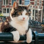 город глазами кота-min