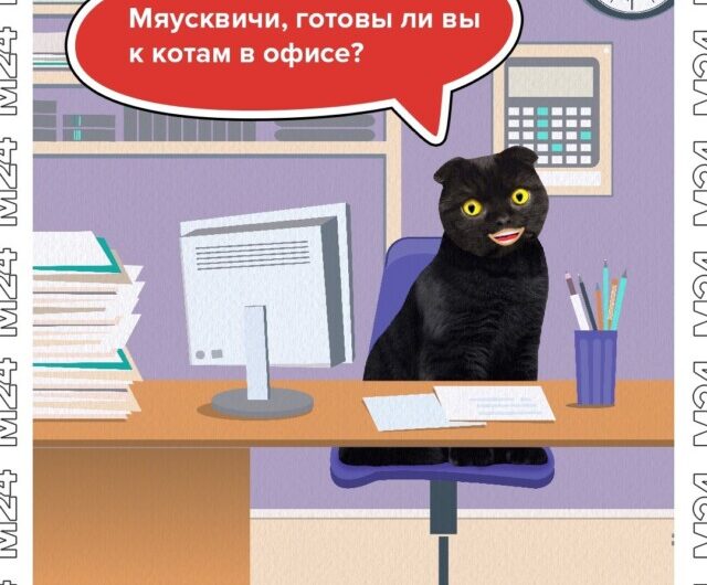 Москвичи хотят видеть кошек в офисе – выяснил телеканал Москва 24