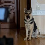 Мухтар